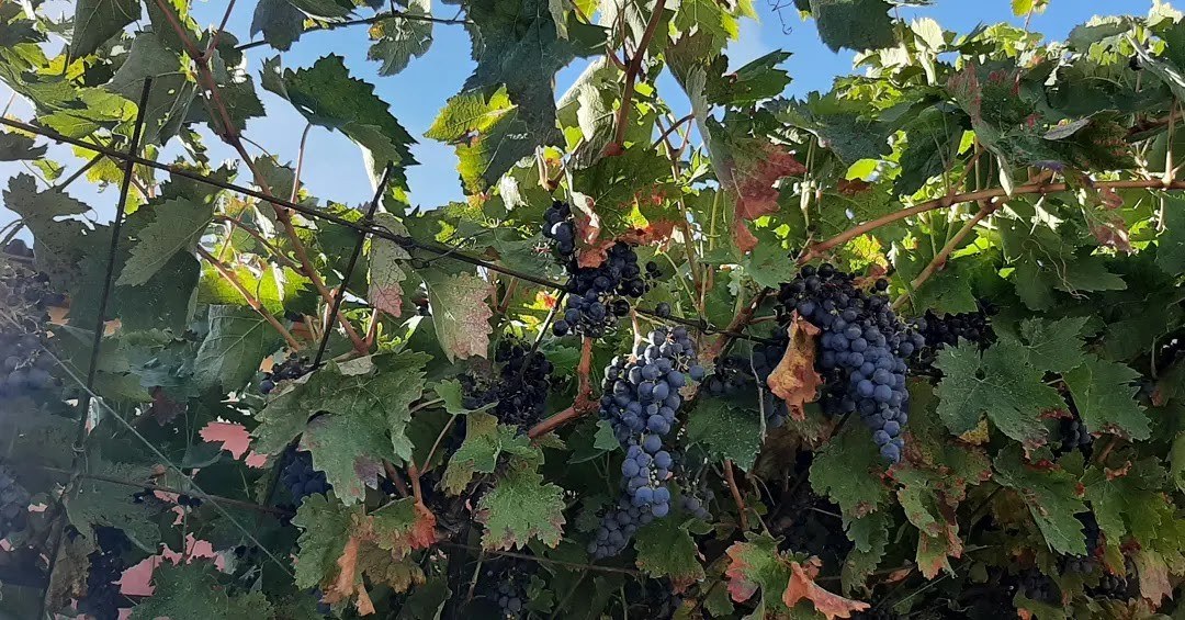 Bodega Vocarraje Vino Abdón Segovia