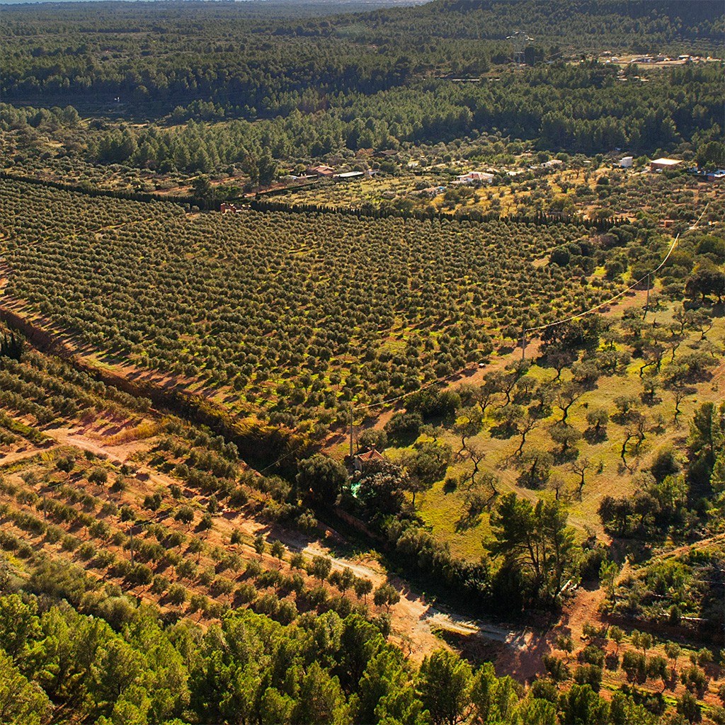 Finca La Gramanosa