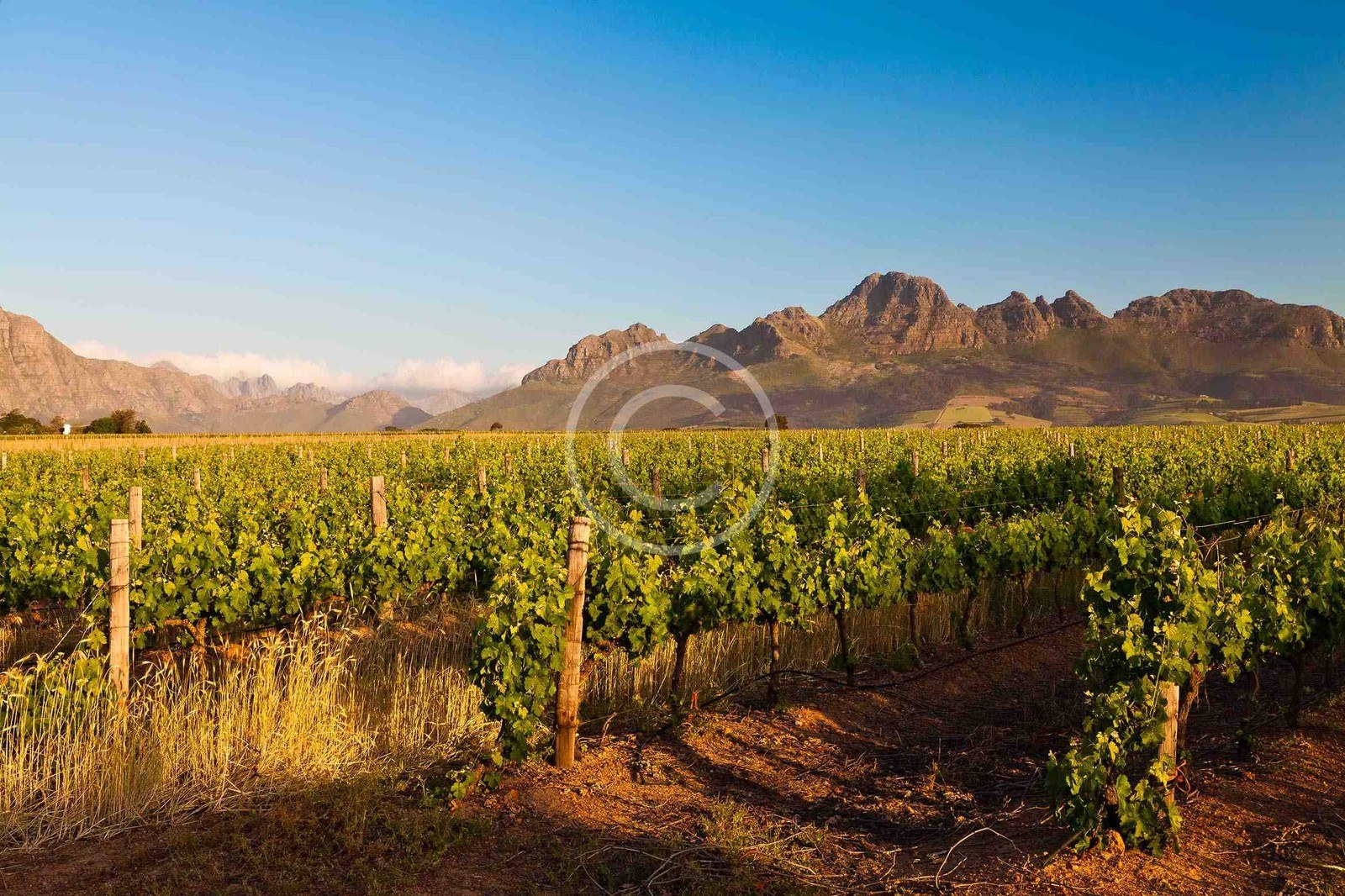 DOMINIO LUBIANO - Ribera del Duero