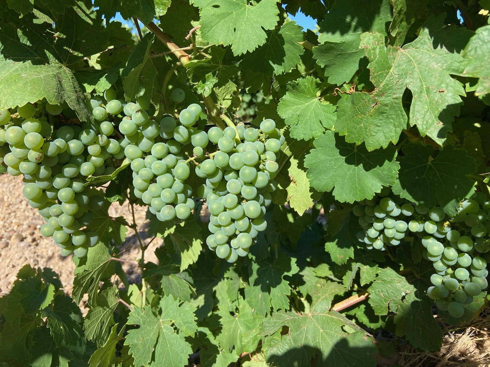 Vinos Sanz