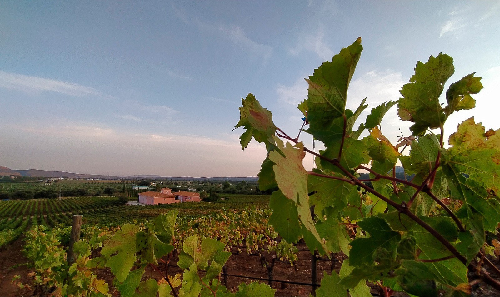 Bodegas Conrad