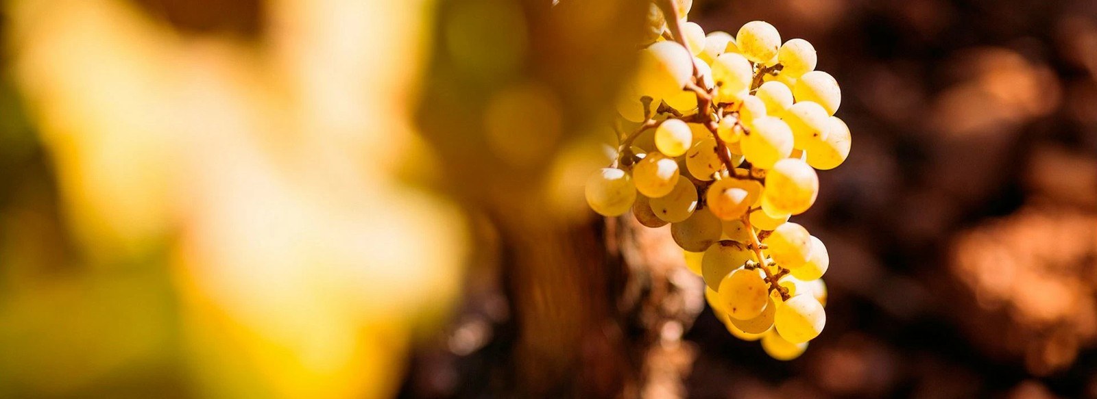 Bodegas Tampesta