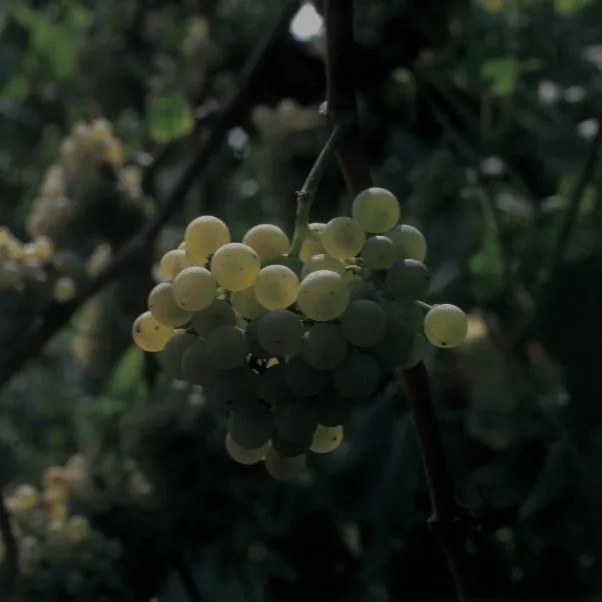 Bodega Dombardo Albariño