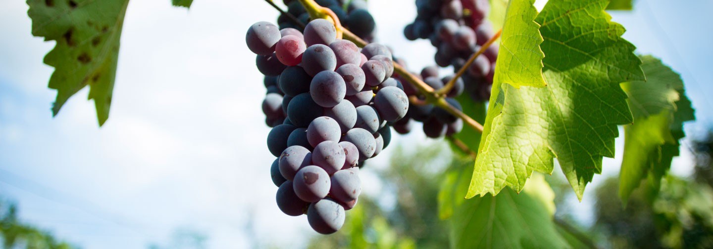 Bodegas Vizar