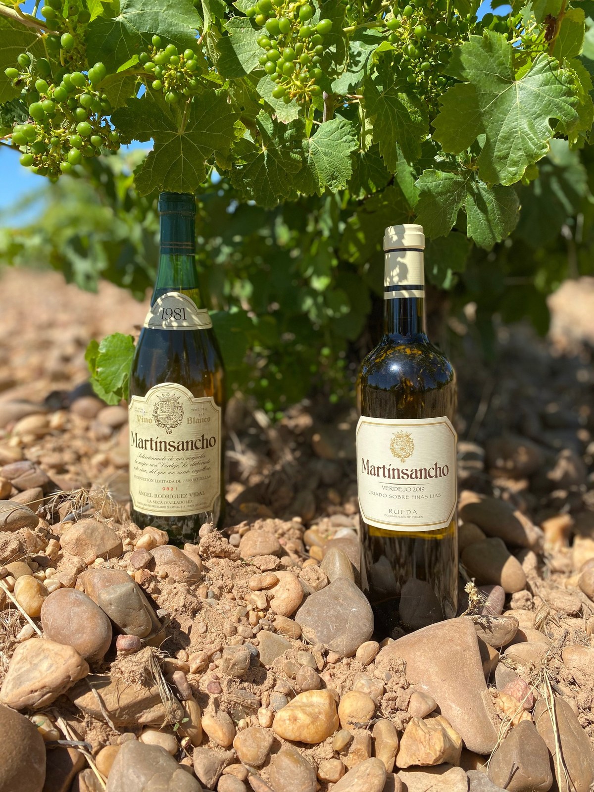Martinsancho Bodega y Viñedos