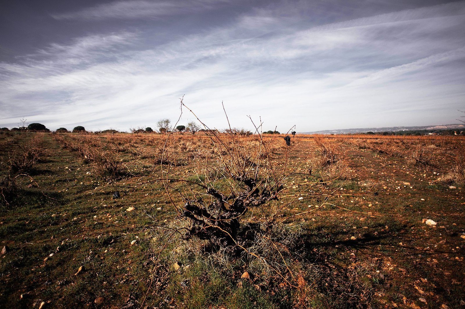 Dominio del Bendito - Bodega en Toro - Zamora