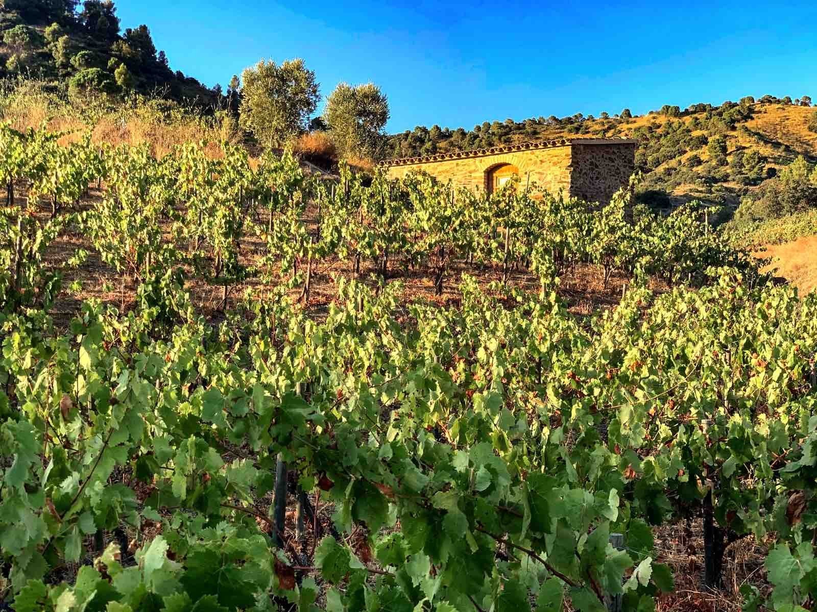 Clos Salanca Wines