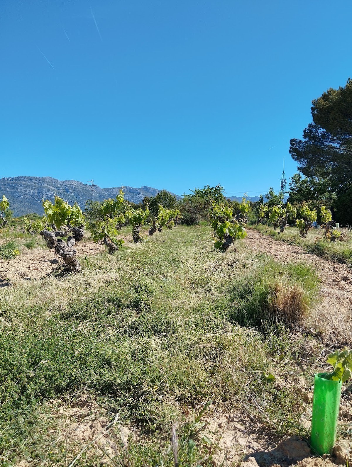 Bodega Mil922