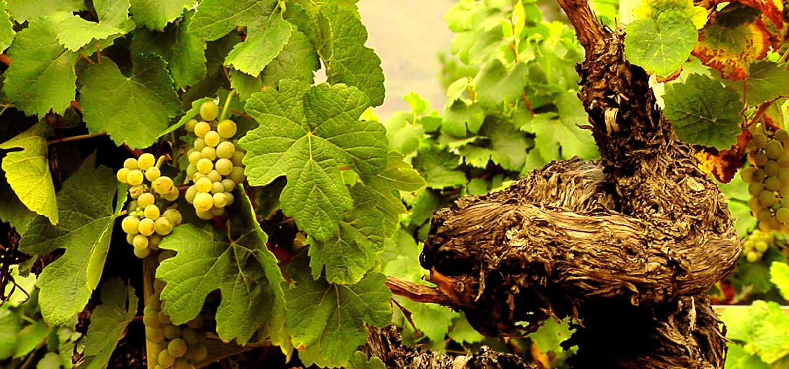 Bodegas Álvarez Piñeiro