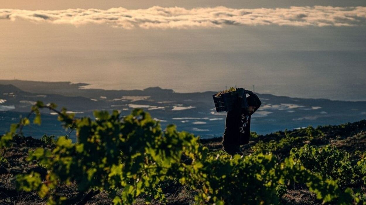 Bodega Piedra Fluida