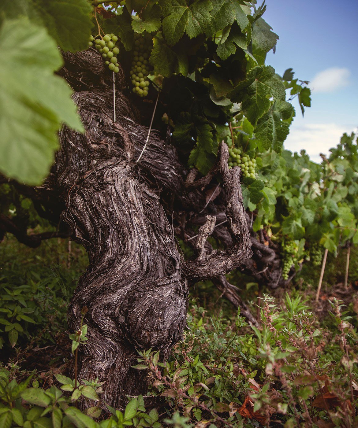 Bodegas ARAUTAVA
