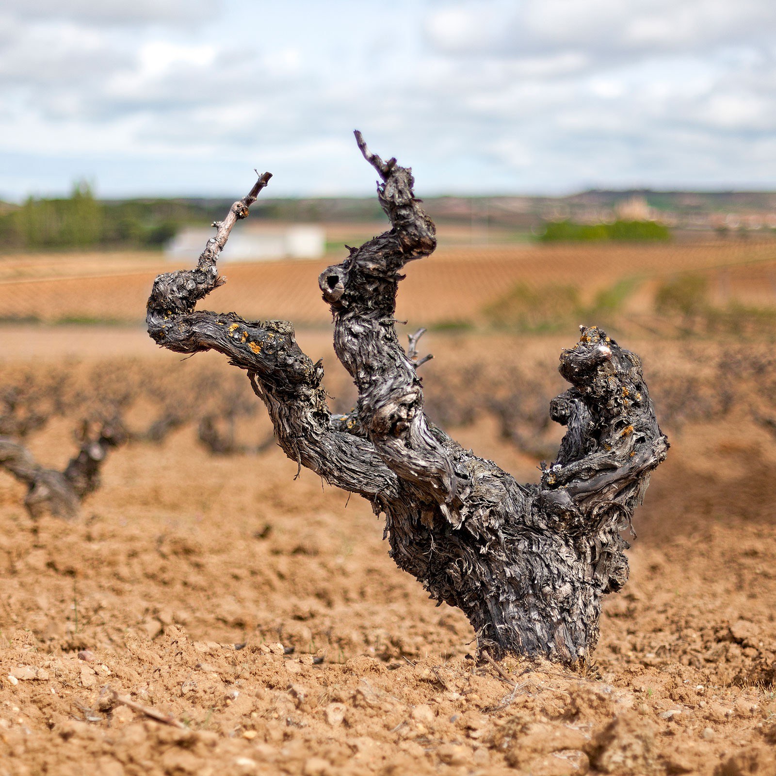 BODEGA ASTRALES