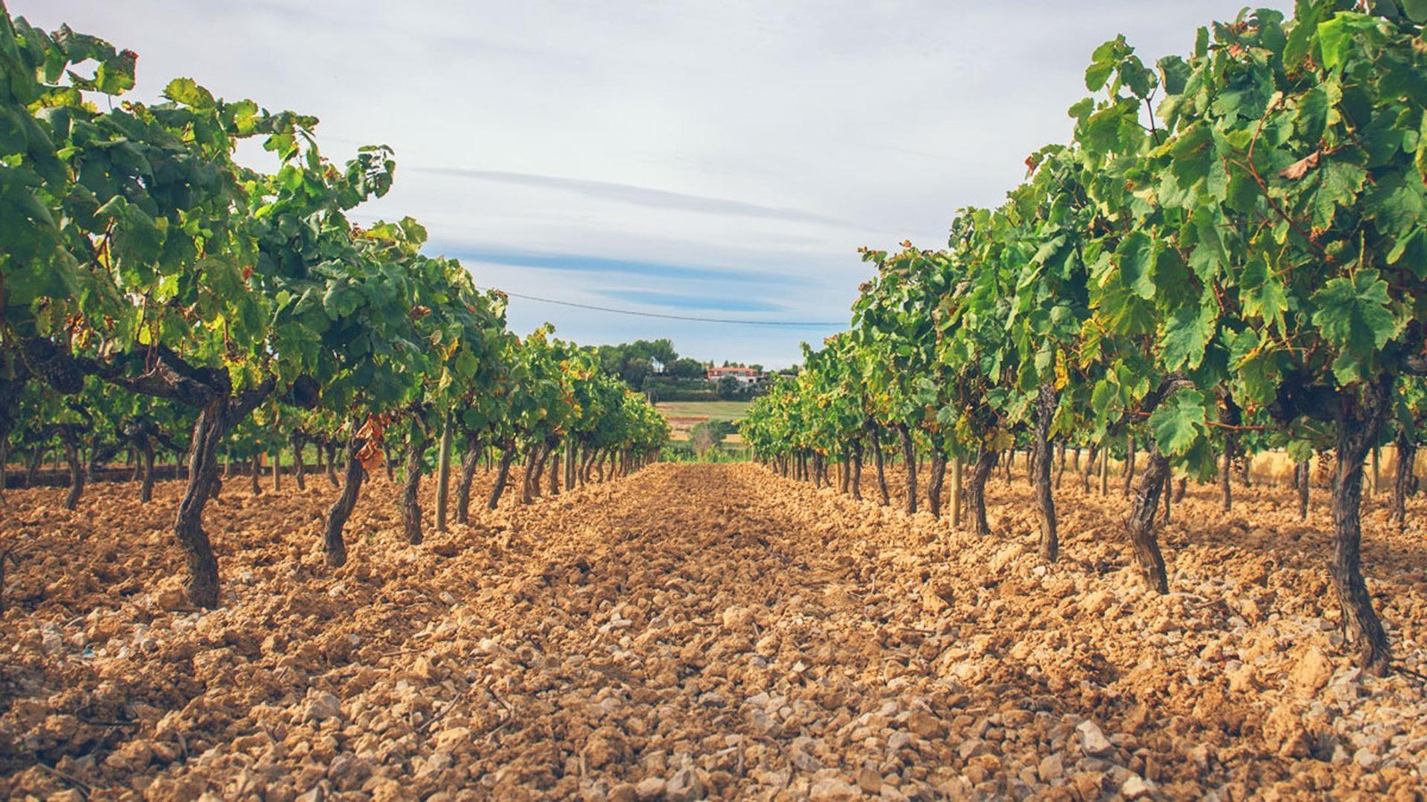 Colet Celler, Hisenda Romaní