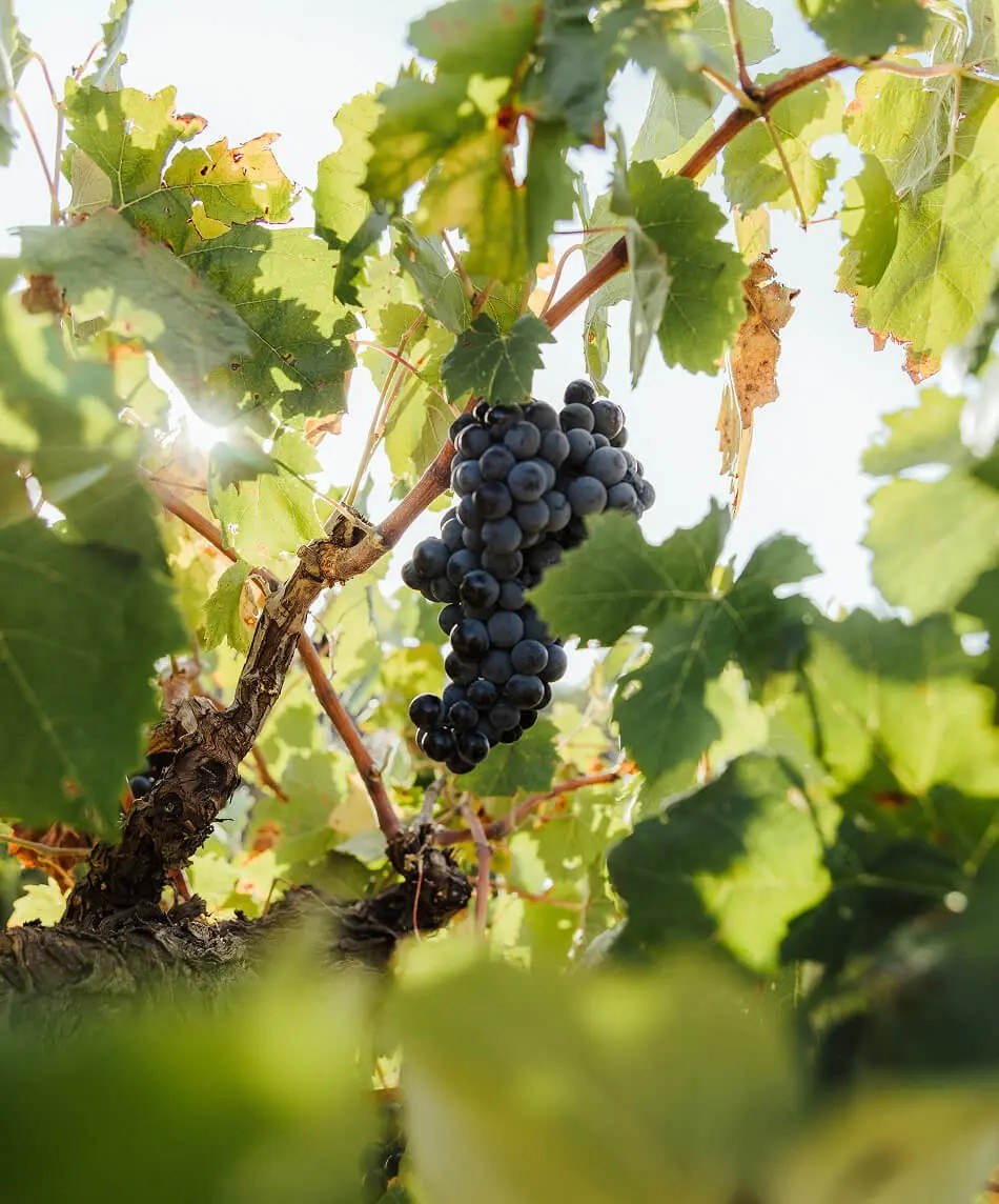 Bodegas NOVOS - Bodega en Requena y Enoturismo
