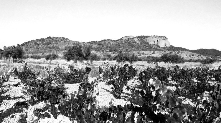 La Zafra Vinos