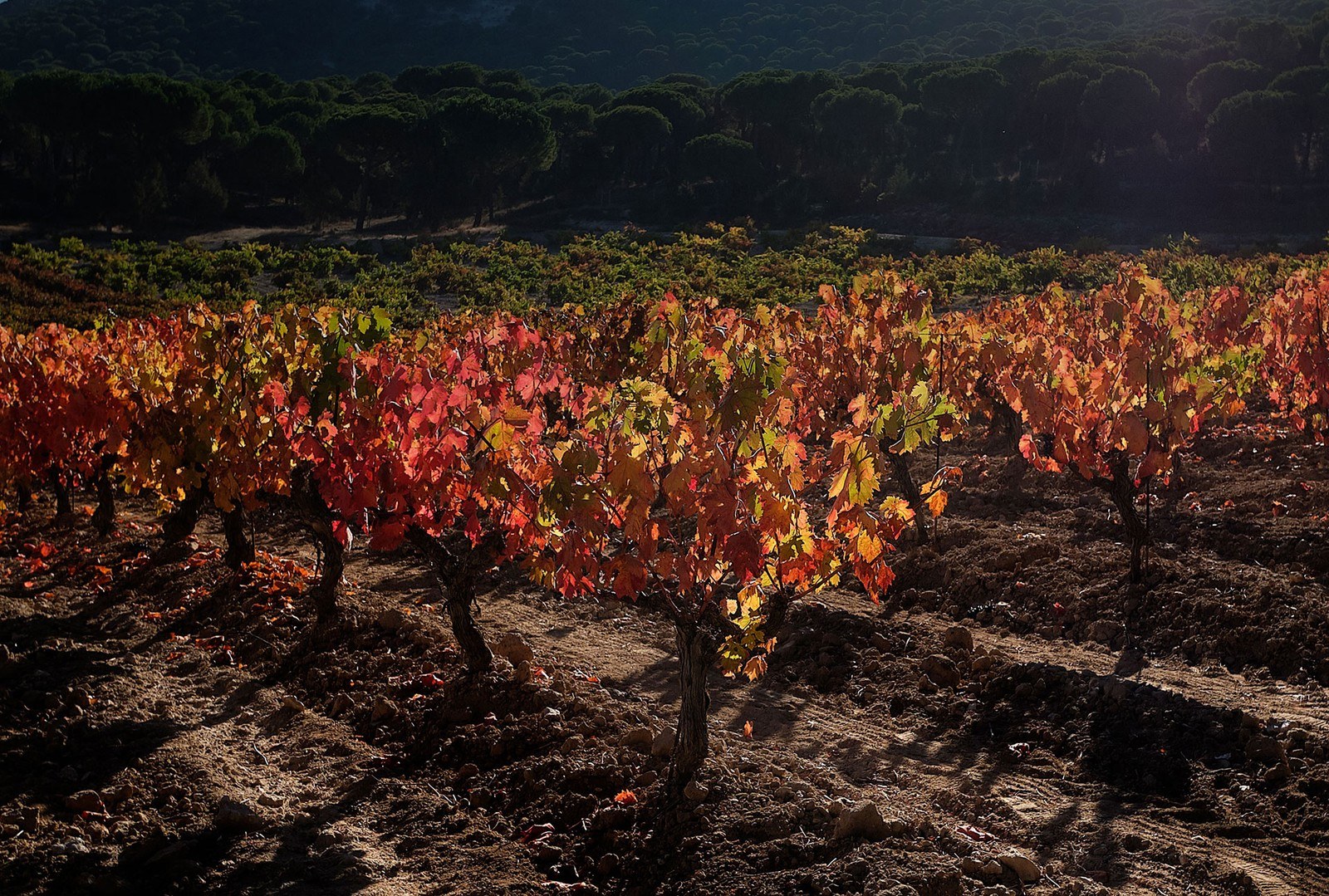 Bodega Pico Cuadro