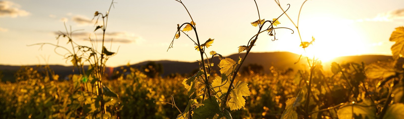 Bodega Vidueño