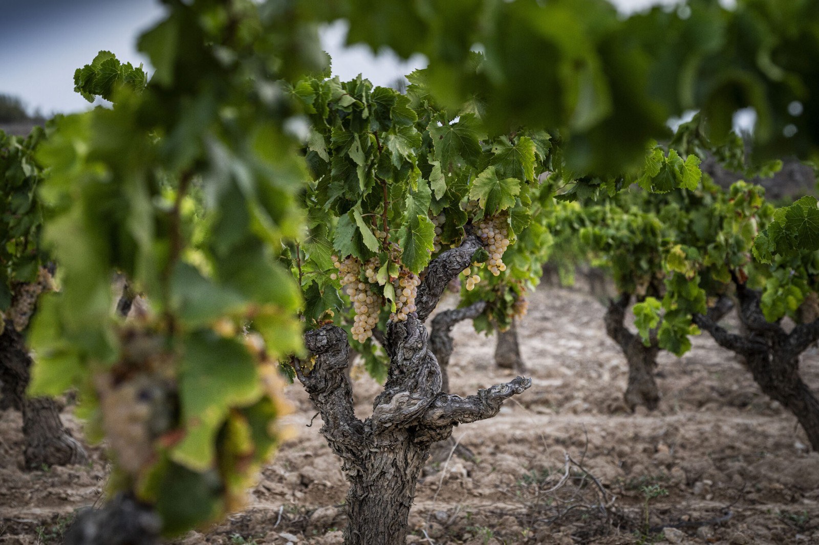Celler Josep Vicens