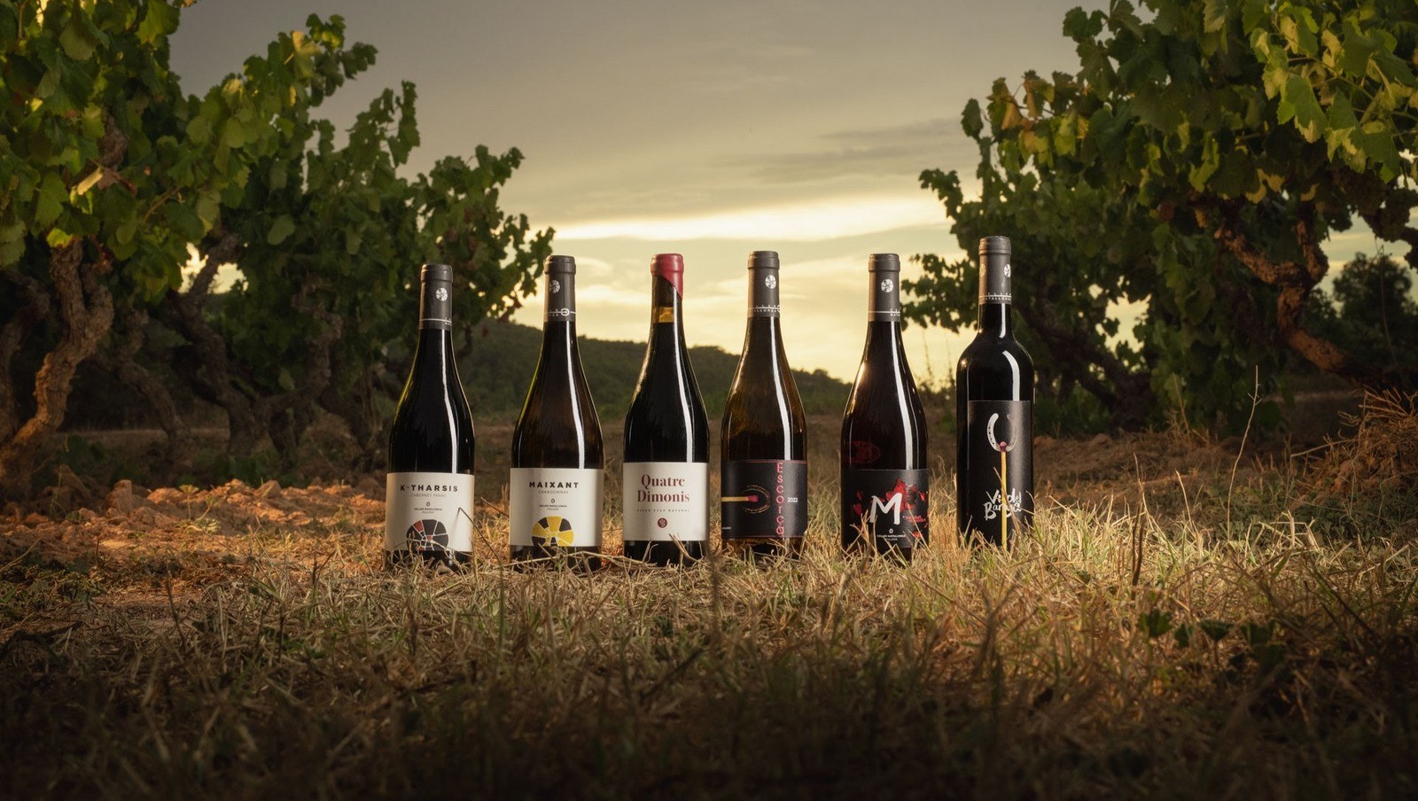 Celler Matallonga