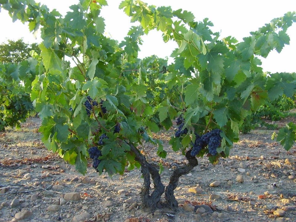 Bodegas Thalion