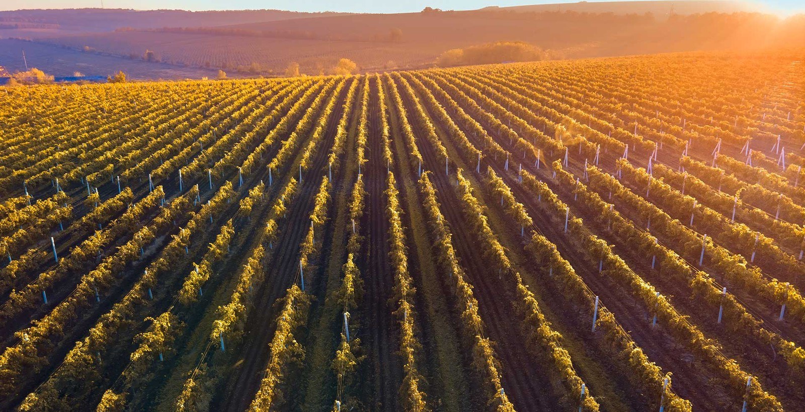 Bodegas y Viñedos Amaró