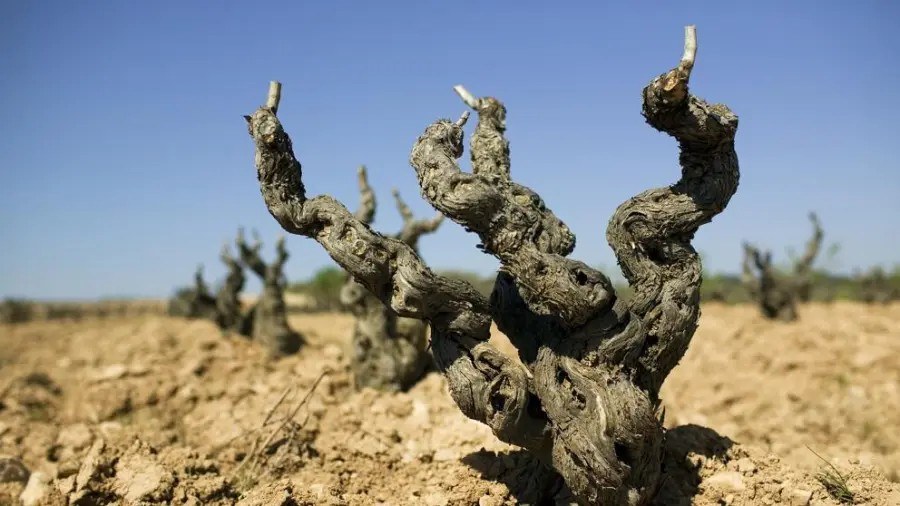 Celler Menescal