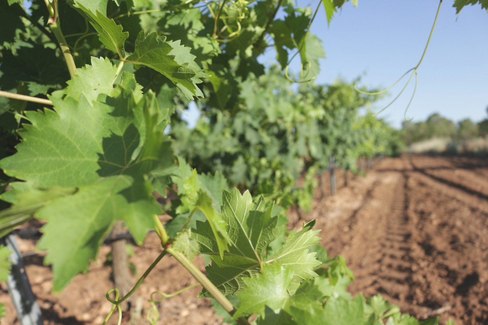 Bodegas César Velasco.