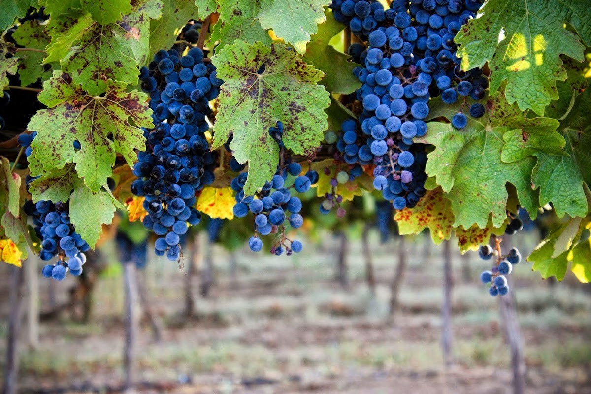 Bodegas Cantamora