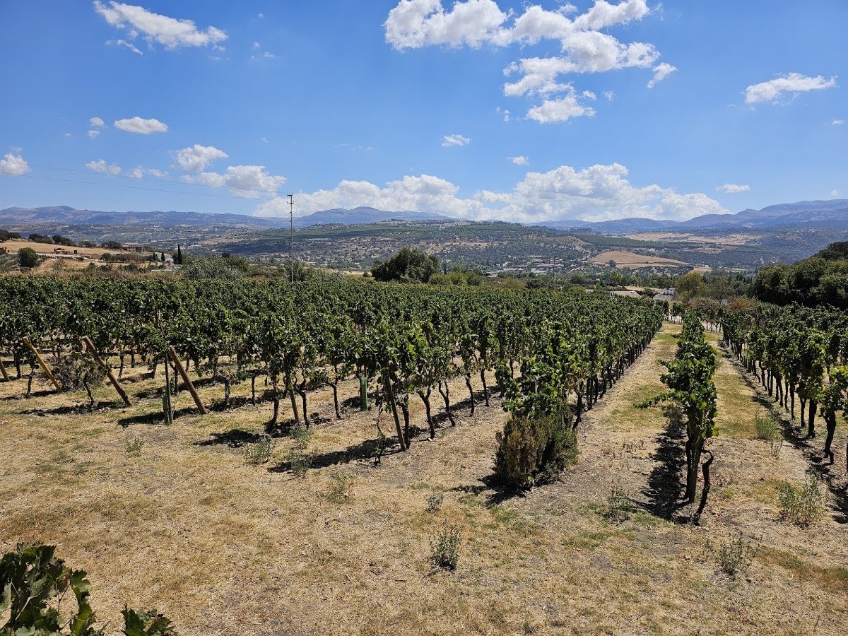 BODEGA F-SCHATZ