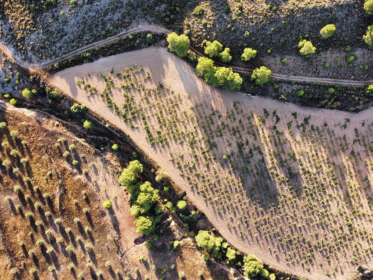 Bodegas Viña Elena