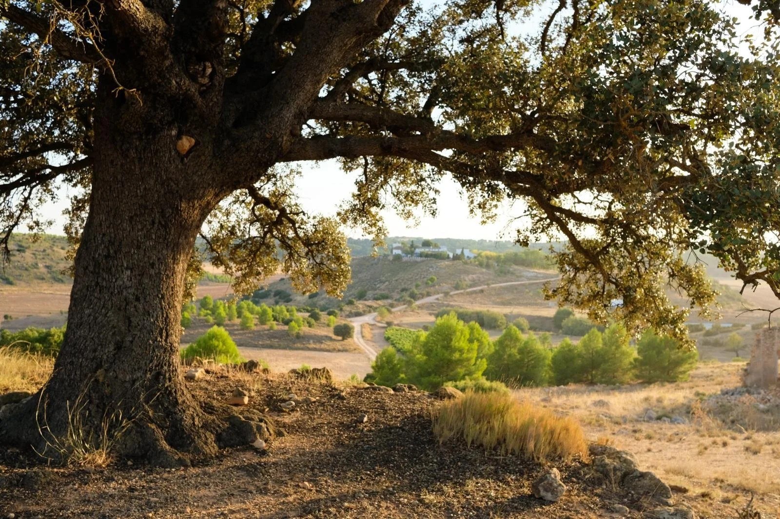 FINCA EL MOLAR