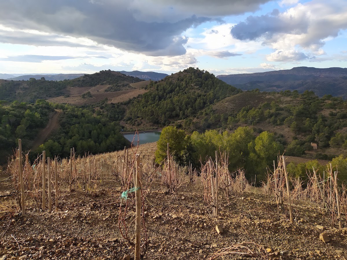 Argeles Vineyard