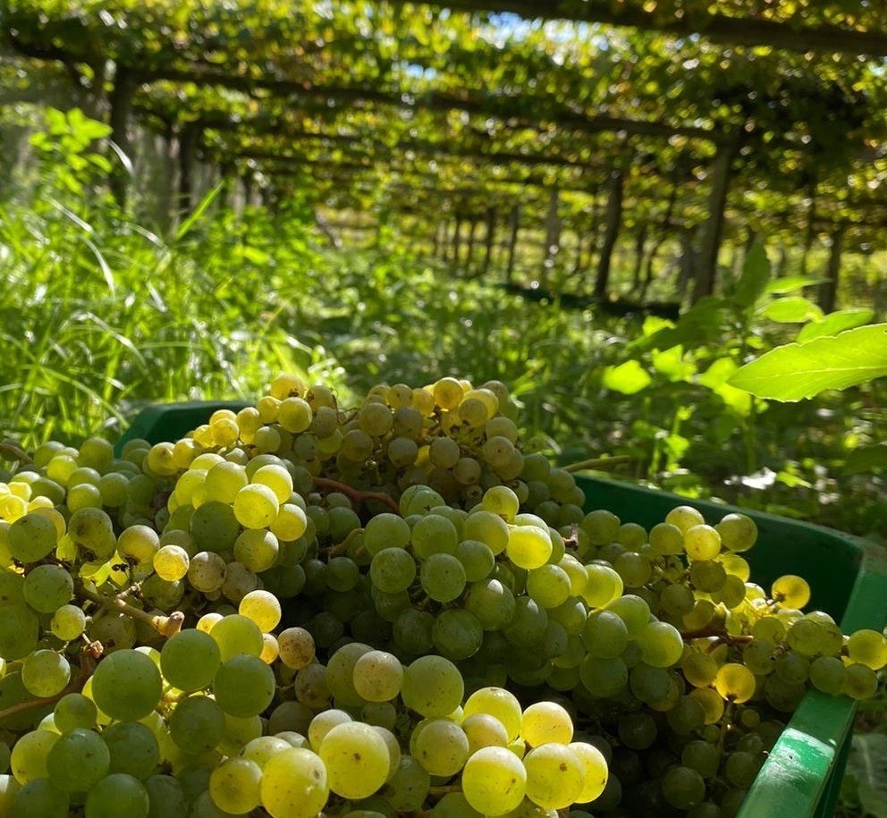 Albariño Val de Meigas