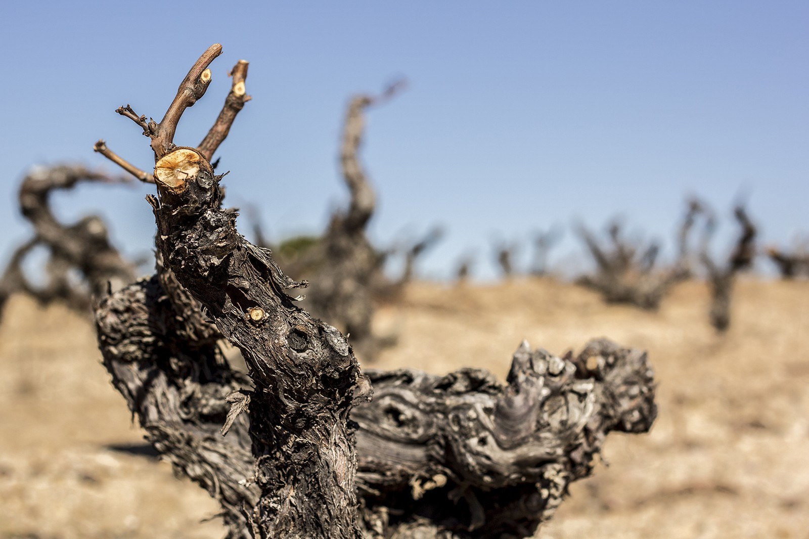 Vinos Tudanca