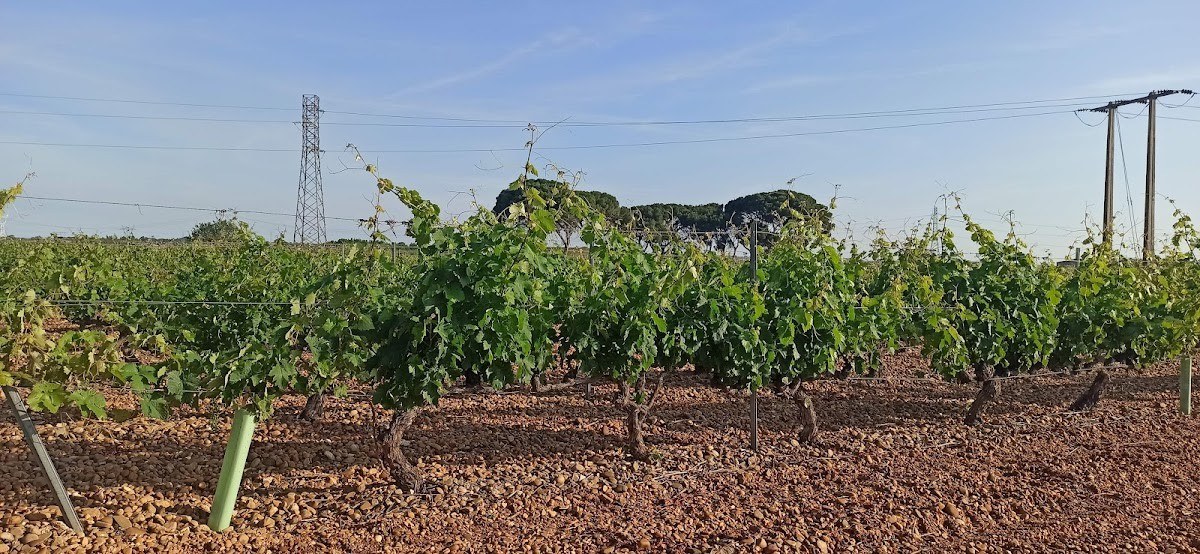 Bodegas Frutos Villar (Central, Almacén y Oficinas)
