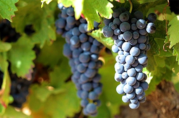Bodega Tomás Postigo - Postigo Vergel, S.L.