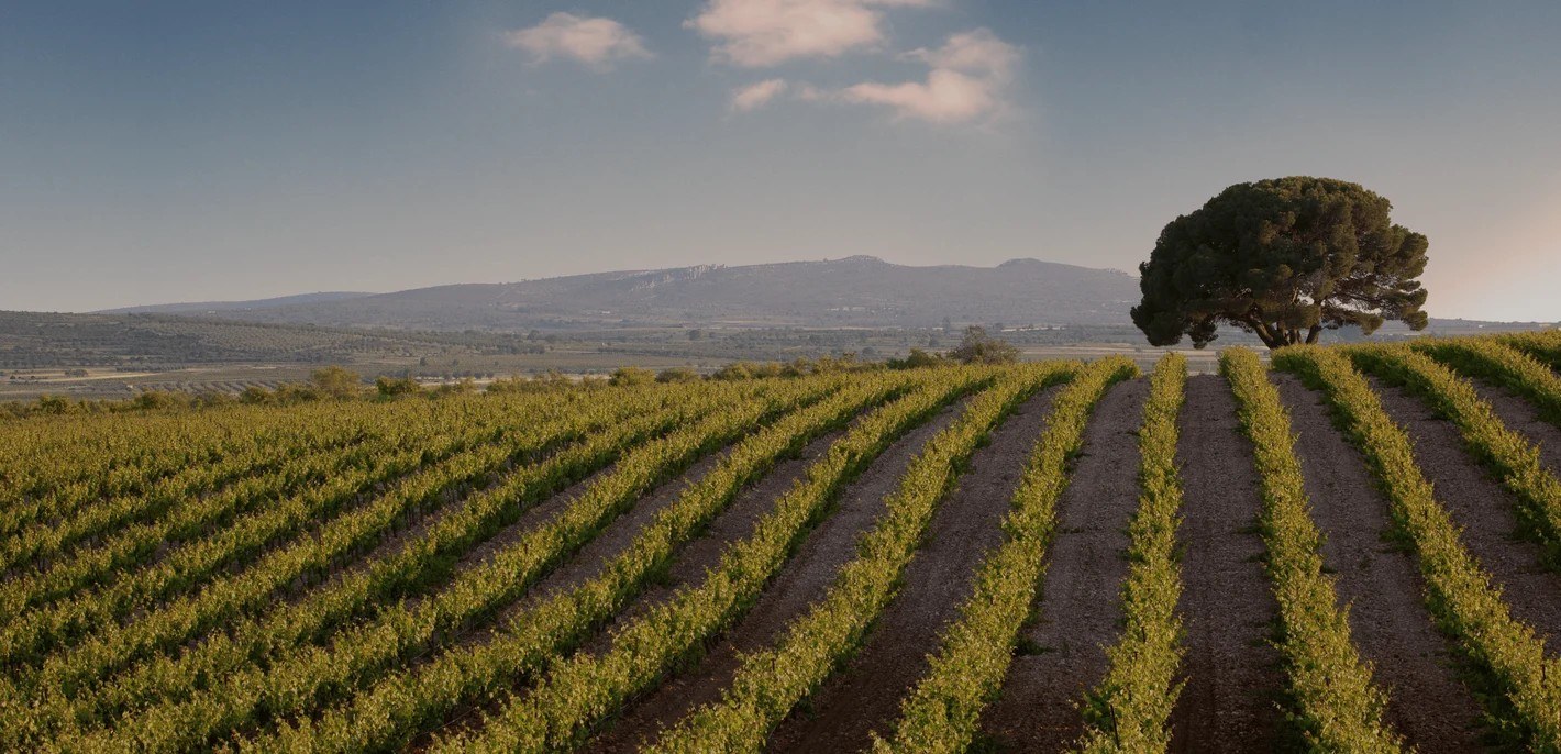Bodegas RAÍCES IBÉRICAS