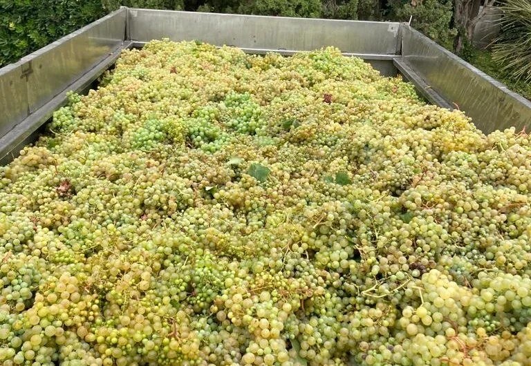 Cava Vila Morgades - Cal Vila