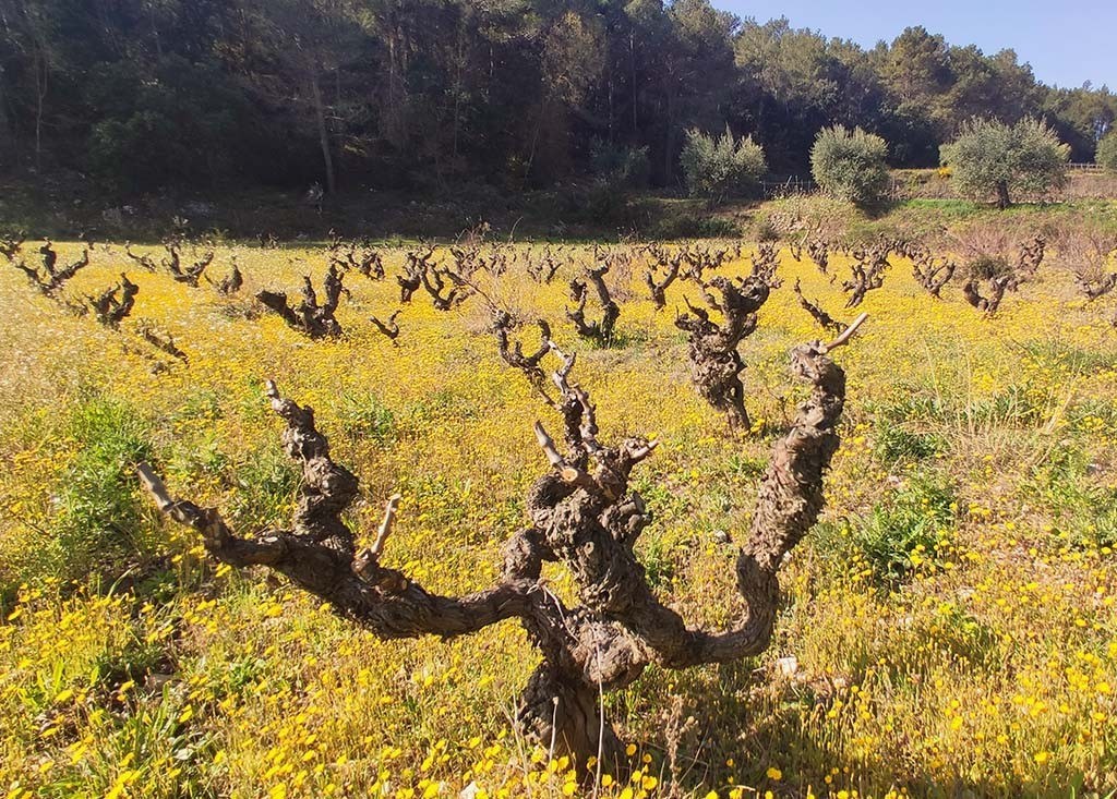 Celler Crivellé i Valls