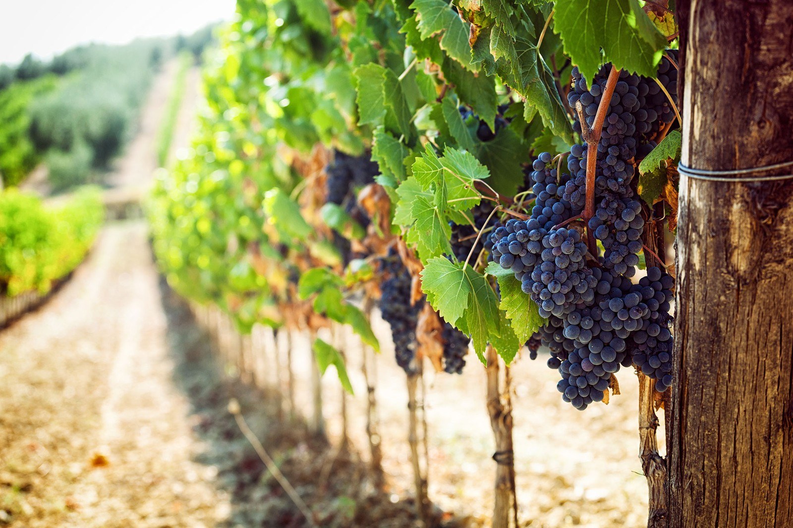 Bodega Mipanas