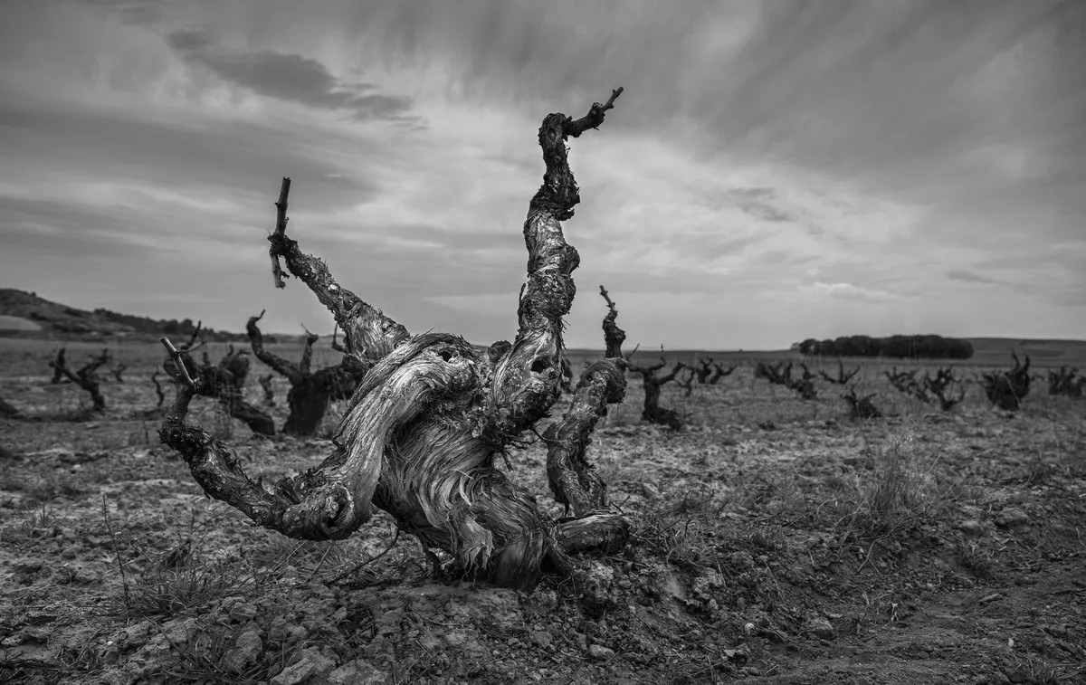Bodegas Resalte
