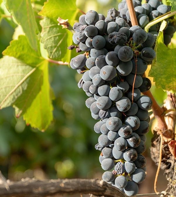 Bodega Gonzalo Beltrán Finca La Nogalera