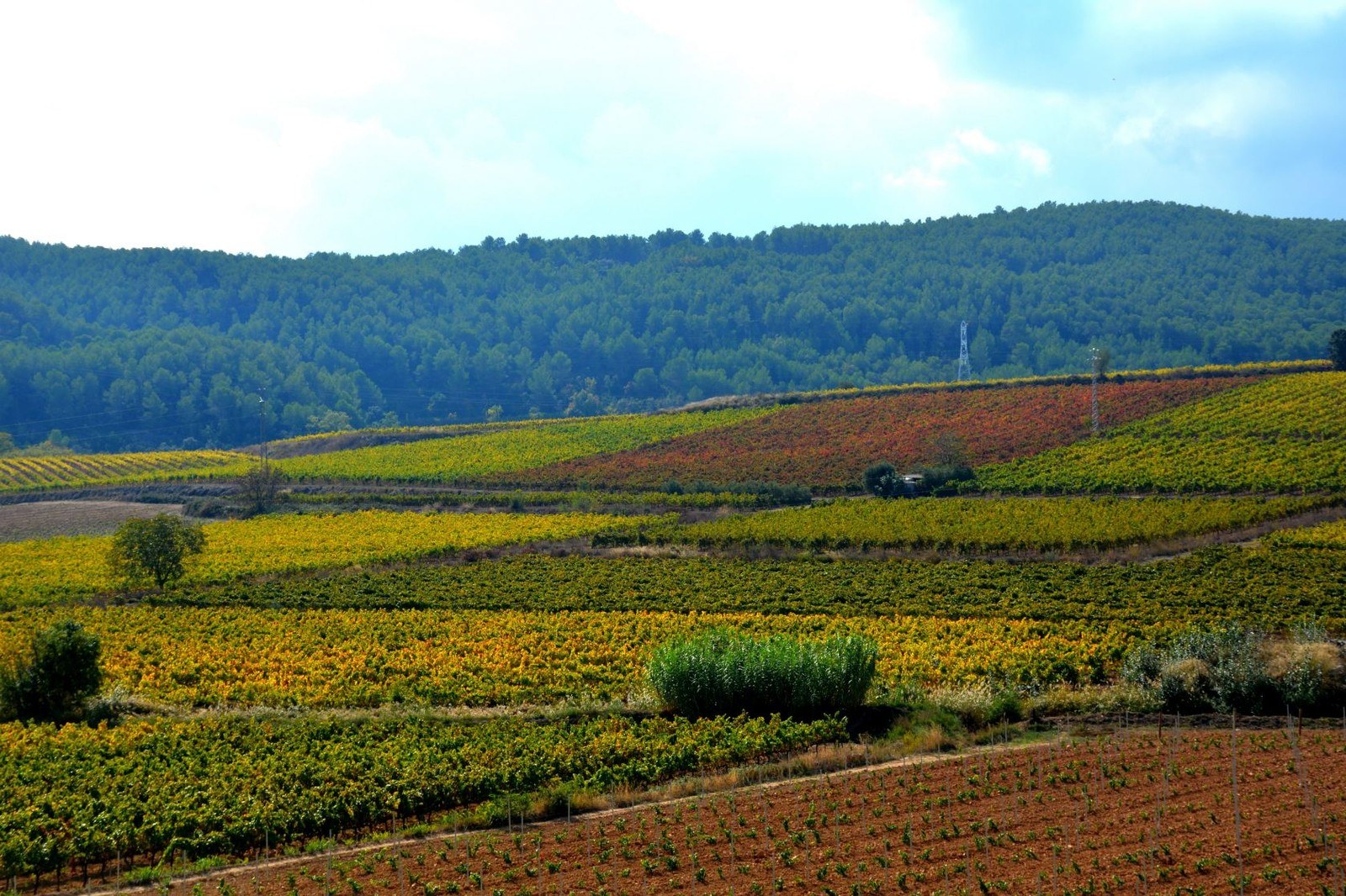 Can Vallès