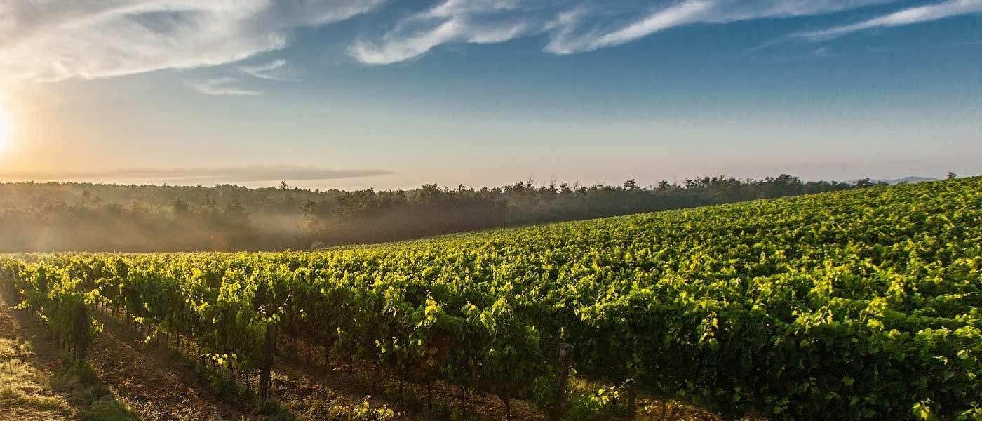 Bodegas Cerrosol