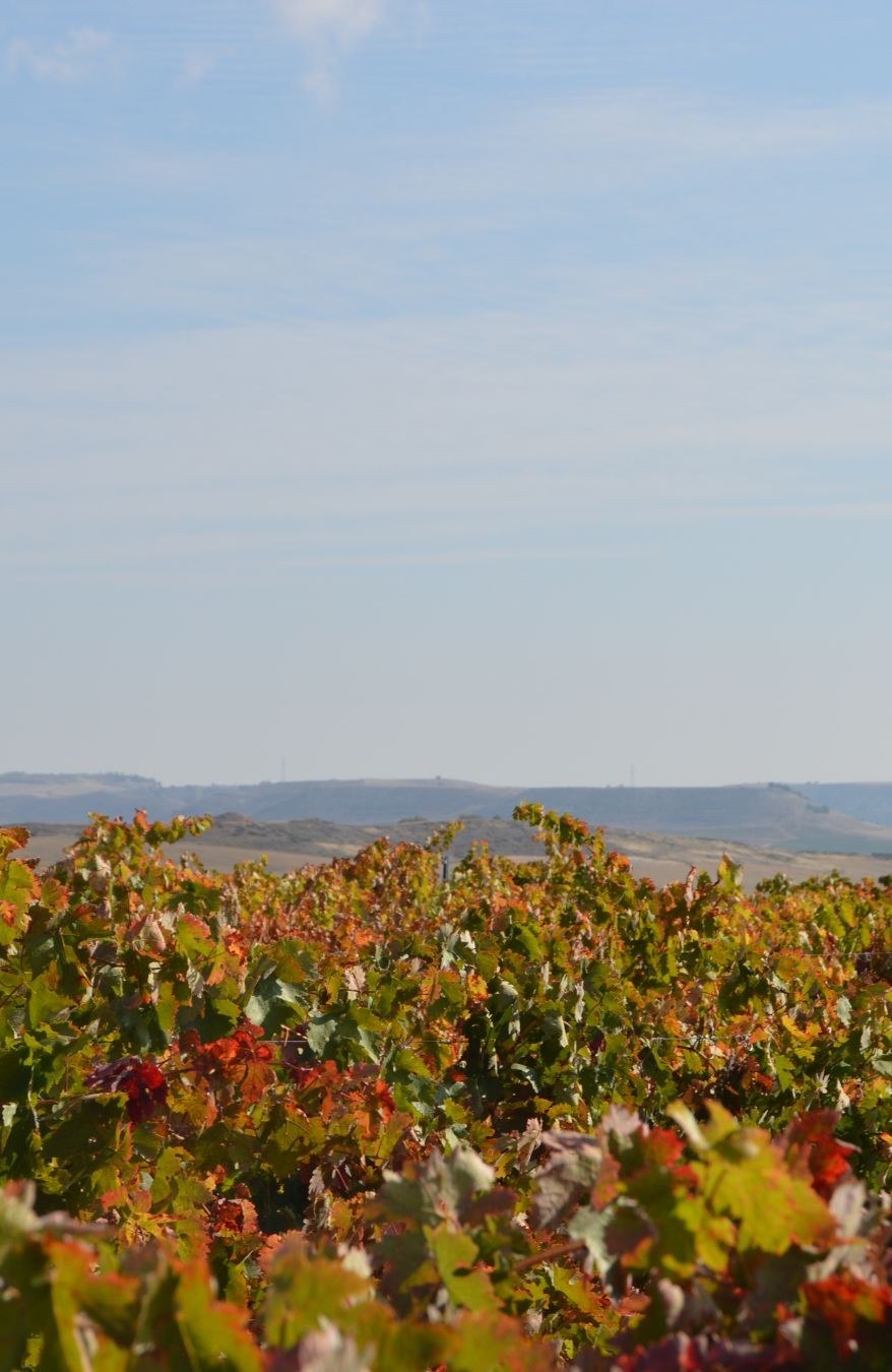 Bodega Dario Lubiano