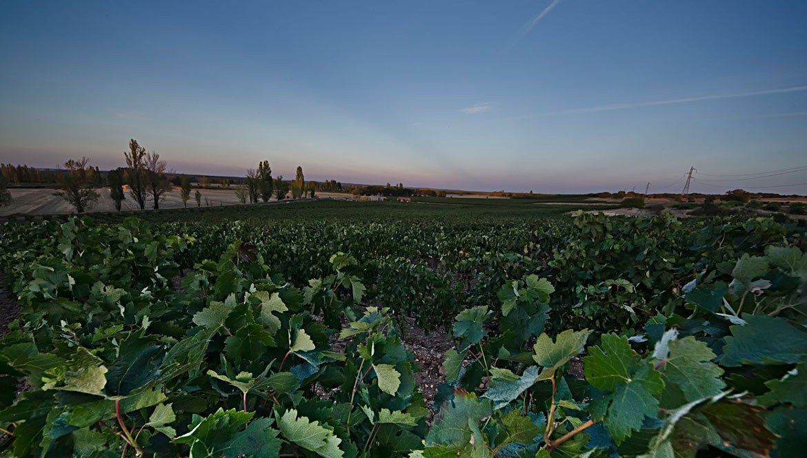 BODEGA PARÍS TRIMIÑO - Ribera del Duero