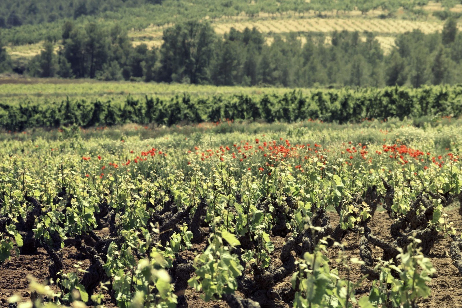 Bodega Balcona