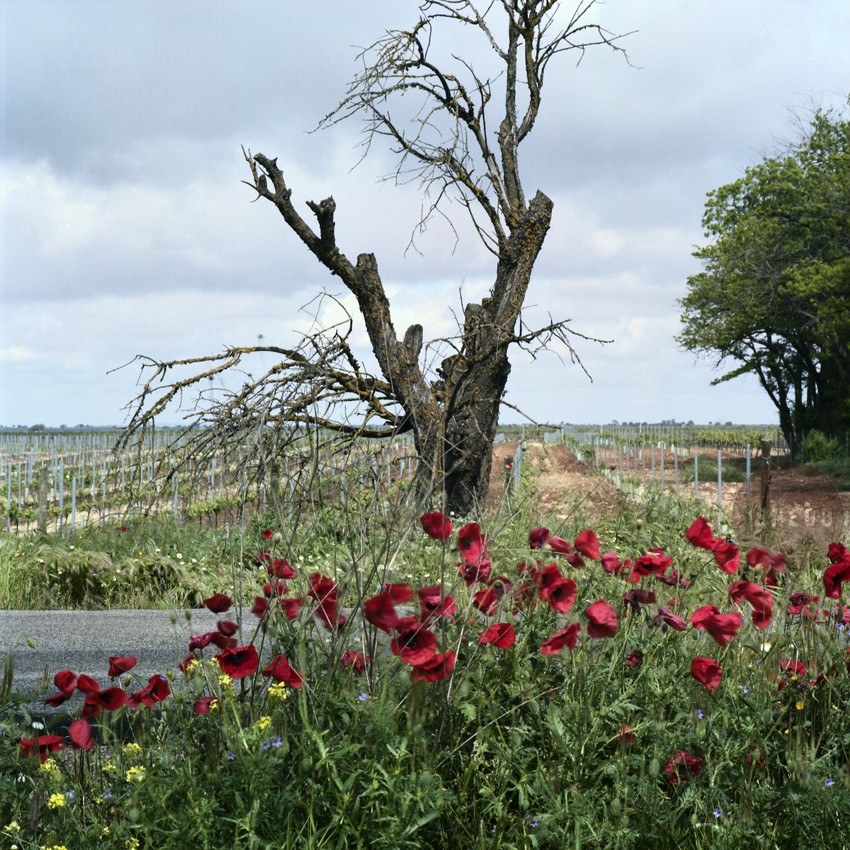 TINEDO Bodega y Viñedo / Winery and Vineyard