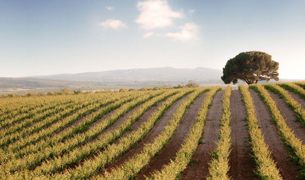 Ecovitis Bodega Sierra Norte