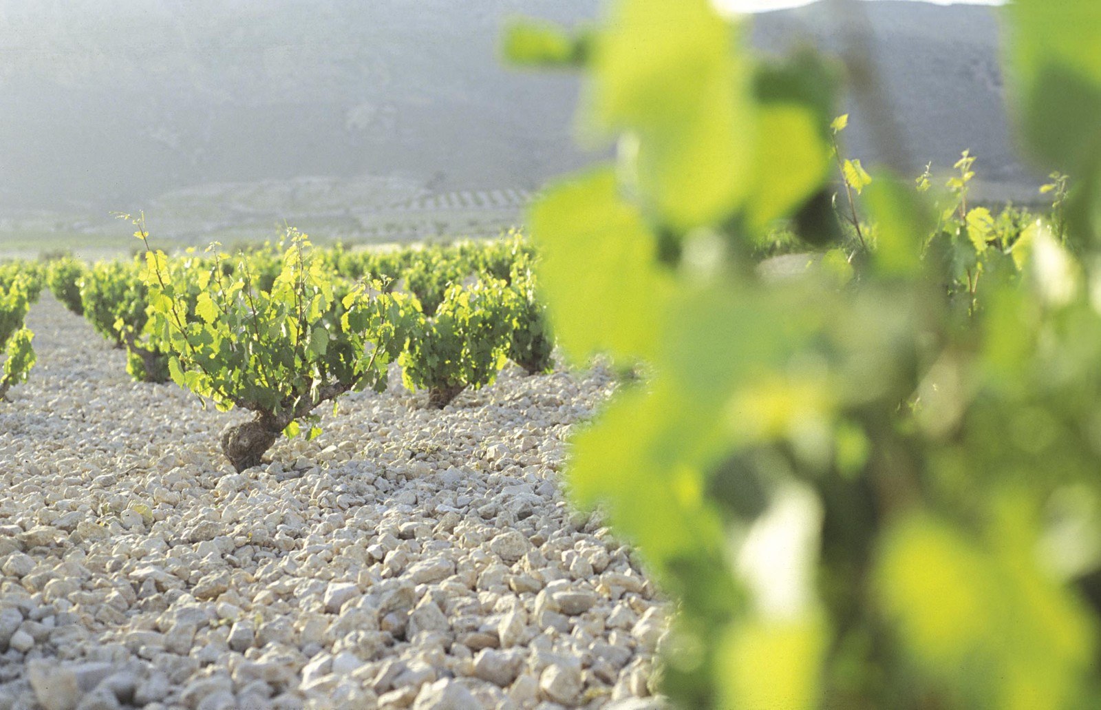 BODEGAS NIDO DE CUCO